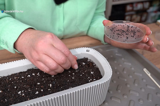 Сеем лобелию, базилик, катарантус и вербену. Дачные сезоны