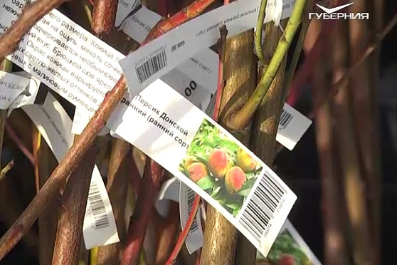 Посадка плодовых деревьев. Дачные советы