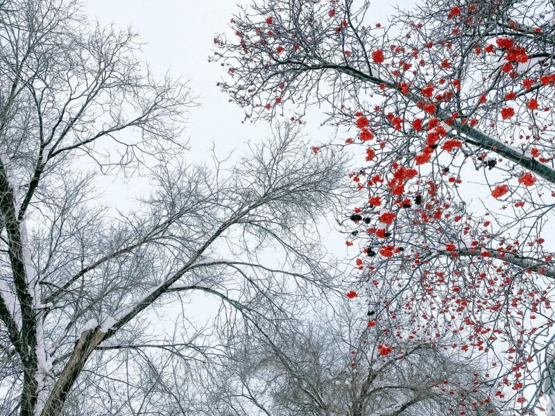 Сильный ветер, осадки и гололедица: погода в Самарской области 16 ноября