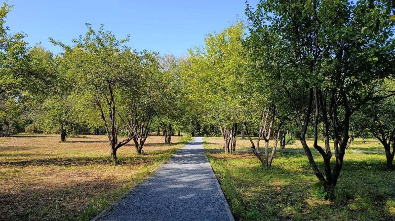 Замеченная в городе необычная белая лисица оказалась домашней