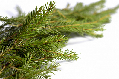 В Самарской области началась переработка новогодних елок