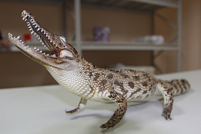 В Самаре таможенники подарили "станции юннатов" конфискованное чучело крокодила