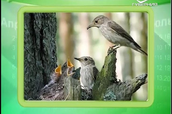 Календарь губернии 17.05.2016