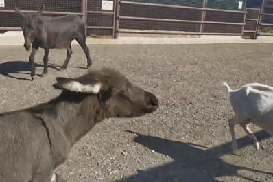 В Самарском зоопарке новорождённый ослик уже гоняет коз   