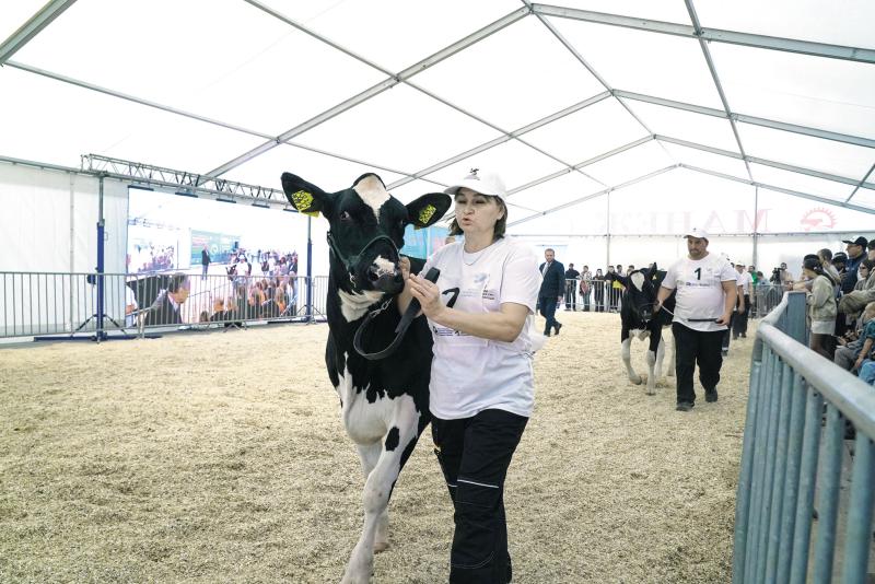 Умная ферма: сколько времени и сил требуют племенные коровы