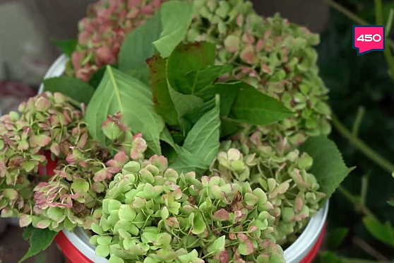 Заботимся о гортензиях. Дачные сезоны