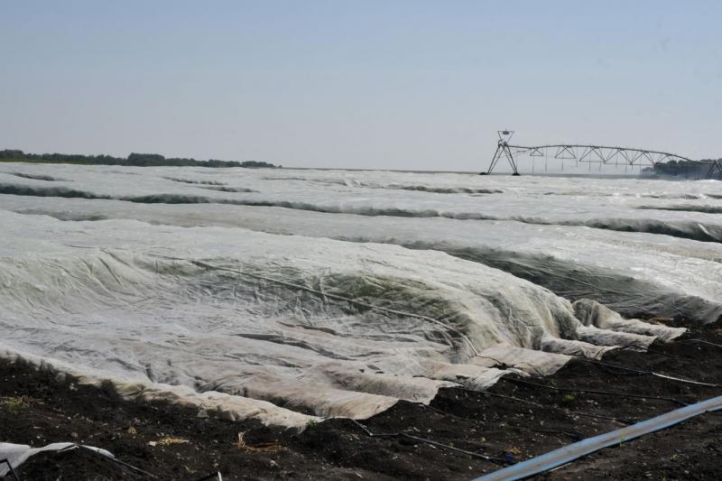 В Самарской области реализуется уникальный проект по выведению новых сортов картофеля