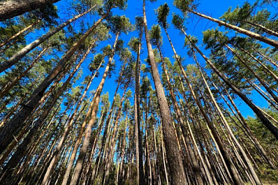 В Поволжье нашли пенсионера, который пропал в лесу восемь дней назад