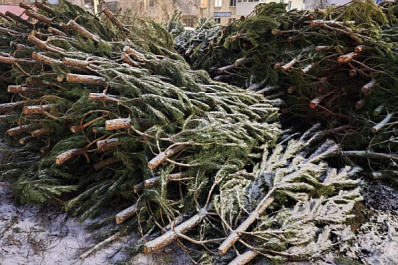 В Самаре и Тольятти 15 декабря заработали елочные базары