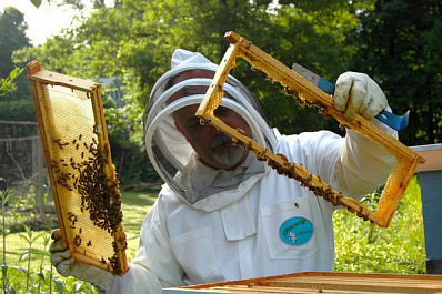 В Безенчукском районе появились профессиональные пчеловоды 