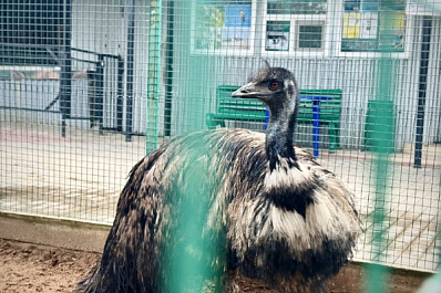 Самарцам показали, как эму принимает душ в 37-градусную жару