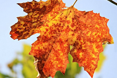 Тёплая осень не торопится покидать Самарскую область 