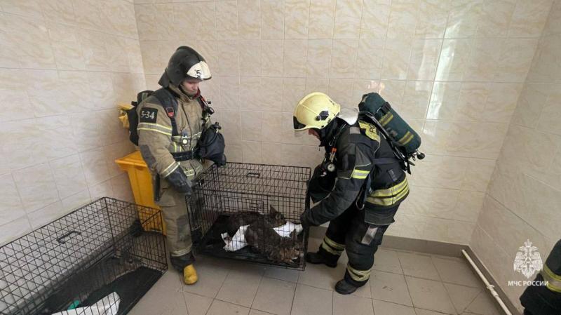 Пожар охватил 8 "квадратов" клетки с капибарами