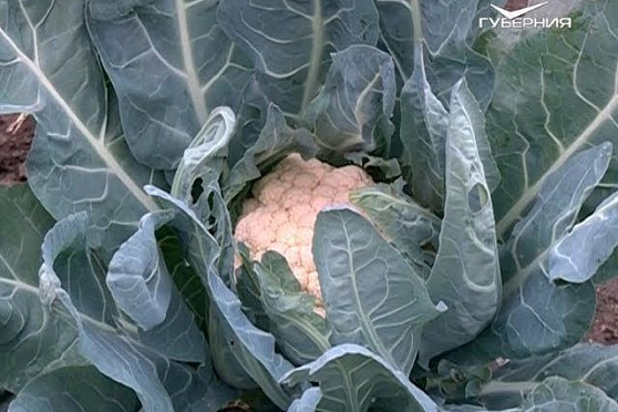 Закладываем грибную поляну на даче и собираем урожай капусты. Удачные заметки от 02.10.2018