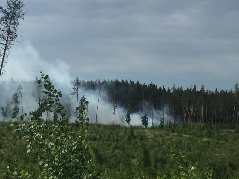 В Тольятти тушат пожар в лесном массиве