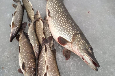 Самарец выловил из Волги гигантскую хищницу