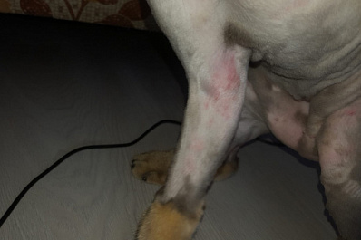 В Самаре кошку в ветклинике едва не застригли до смерти