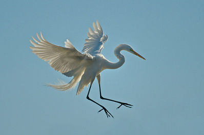 В ПФО вылупился редкий птенец