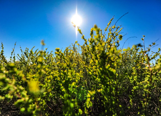 Название статьи