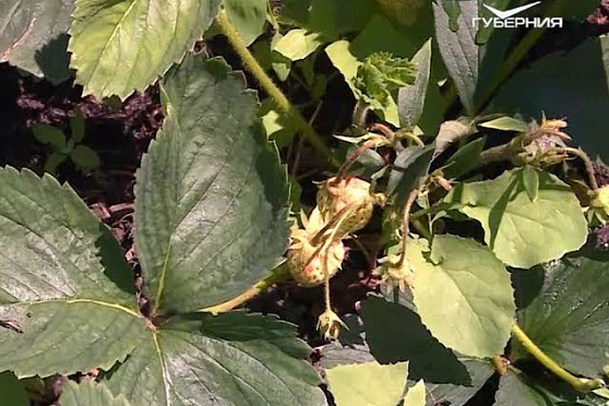 Удачные заметки 04.07.2017. Дачные советы. Органические удобрения. Полив винограда