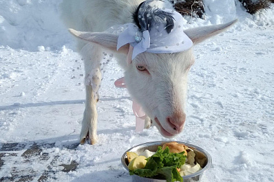 Коза Забияка: Крылья Советов одержат победу в матче с командой из Оренбурга