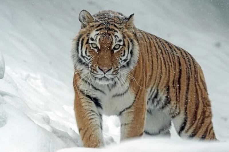 В России ученые выяснили количество краснокнижных амурских тигров 