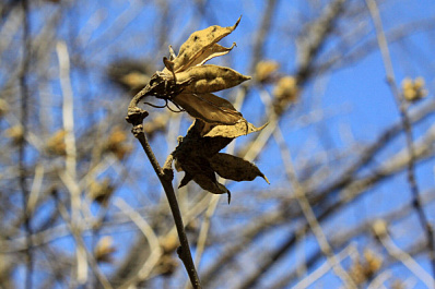 В Сызрани сильный ветер оказал помощь коммунальщикам