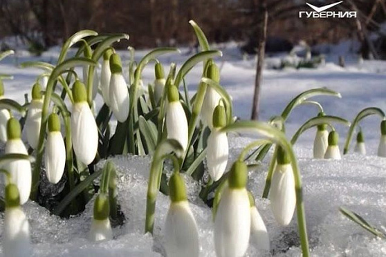 Утро Губернии 19.04.2017. День подснежника