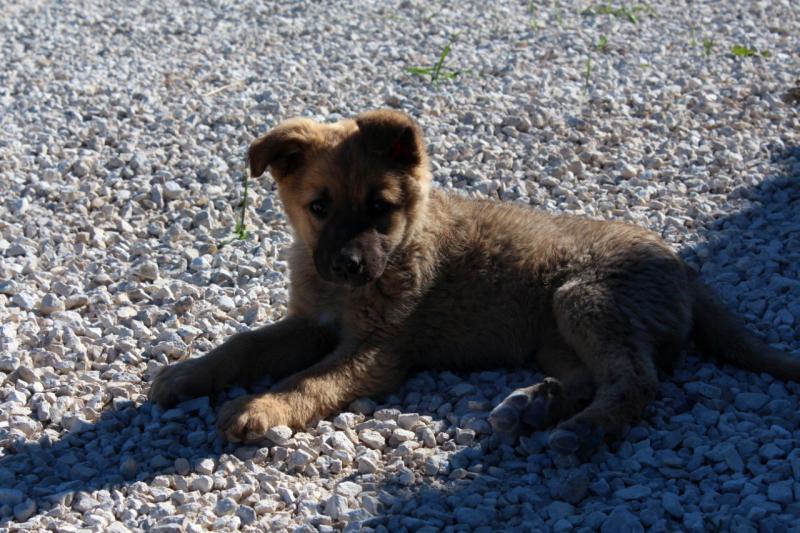 Ветеринары провели операцию щенку с вросшим ошейником