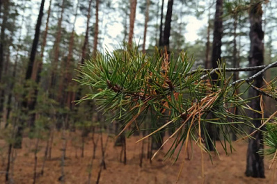 В Роспотребнадзоре рассказали, как не заразиться болезнями от грызунов