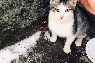 Самарцы выкинули котёнка на улицу из-за слишком сильного запаха