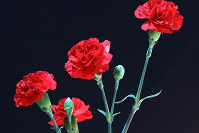 Заживо похоронили: в Сызрани ритуальная служба перепутала квартиру