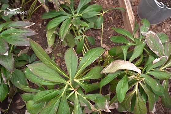 Подкормка зеленных культур. Дачные сезоны