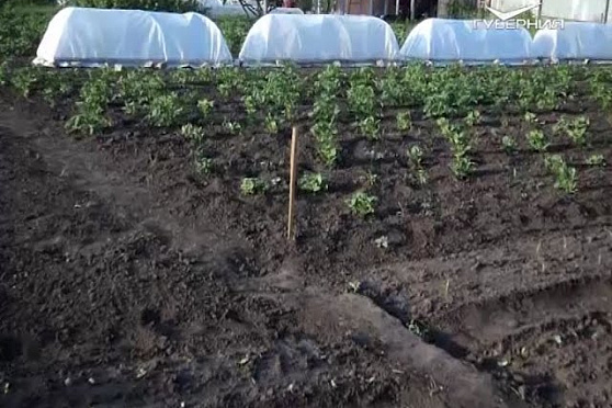 Удачные заметки 26.01.2017. Календарь севооборота. Грунт для рассады. Дачные советы