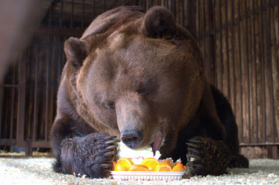 В Самарской области новый зоопарк начнут строить в 2022 году