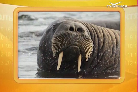 Календарь губернии 24.11.2016