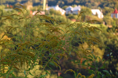 Самарцы избавились от "аллергических" трав при содействии системы "Инцидент Менеджмент"