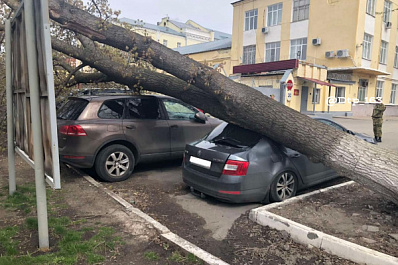 В Самаре на Карла Маркса дерево рухнуло на машину