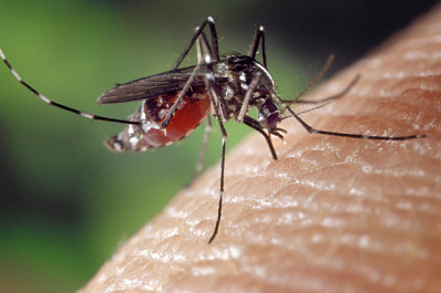 COVID-19: являются ли комары переносчиками заболевания?