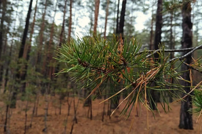 Название статьи