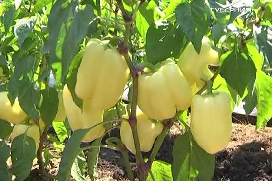 Дачные советы 08.06.2017. Защита растений от вредителей