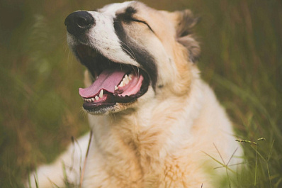 В ПФО ищут дом для похудевшего пса