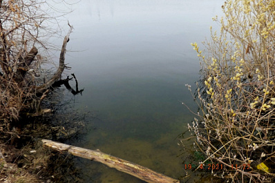 Информация о массовой гибели рыбы в водоеме Тольятти не подтвердилась