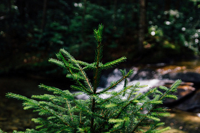 Шигонский район Самарской области принял участие в патриотической акции "Сад Памяти"