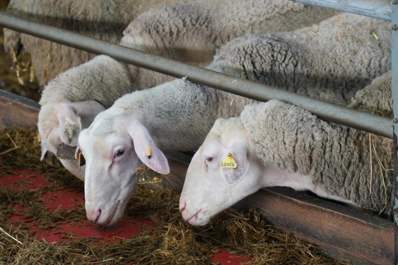 Поддержка для овцеводов: как в Самарской области разводят племенных овец и производят молоко