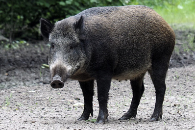 В Оренбурге кабан забрался на школьный стадион