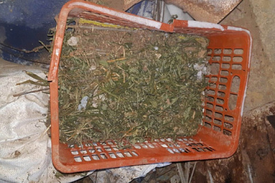 Запасы на зиму: в Самарской области будут судить мужчину за хранение конопли