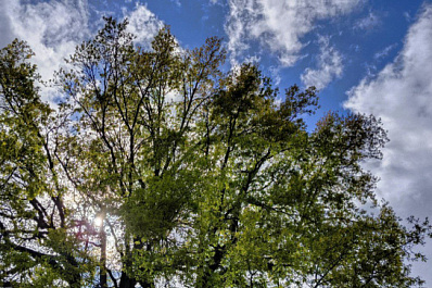 В Самаре начался сезонный уход за растениями