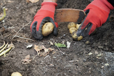 Благодаря господдержке в Самарской области 165 студентов прошли практику в агропредприятиях 