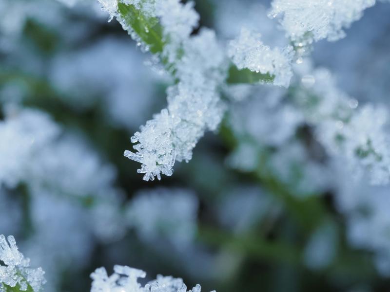 Заморозки до -2 °С придут в Самарскую область ночью 17 мая